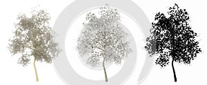 Set or collection of Magnolia Flowers trees, painted, natural and as a black silhouette on white background.