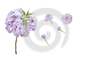 set collection of sakura flowers different options. Isolate on transparent. PNG format.