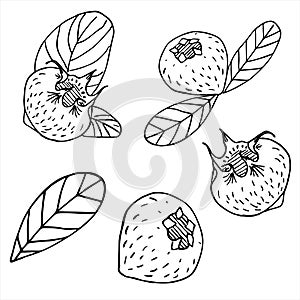 Set collection of sketches of mature old medlar, hawthorn and loquat on a white background isolated. Germanic common medlar.