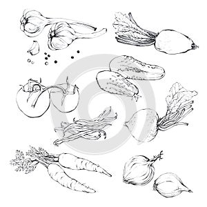 Set, collection of various hand drawn vegetables.