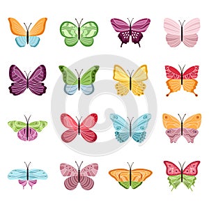 Set of color butterflies on white background, vector illustration