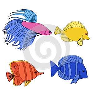 Set of color contour different tropical fish. Fish rooster, pennant fish, royal angel. Marine inhabitants. Vector colorful outline