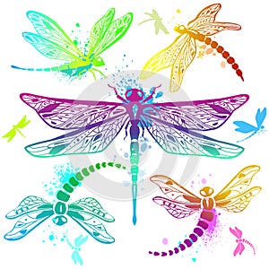 Set of color dragonflies