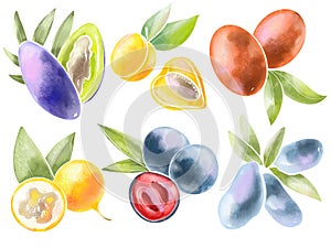 set color illustration simple logo design element or icon berries and fruits watercolor style on blot background for printing