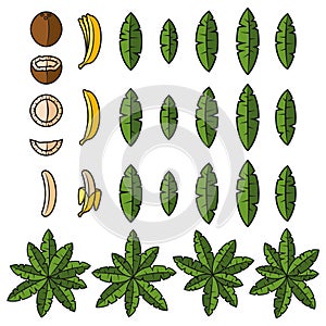 Set of color illustration with tropical palm, leaves, coconut and banana. Isolated vector object.