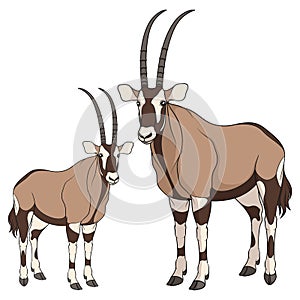 Set of color illustrations with oryx antelope. Isolated vector objects.