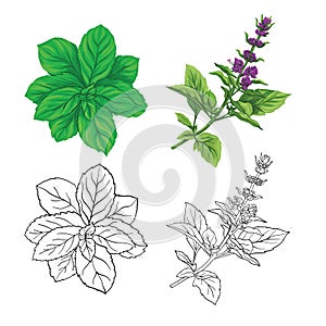 Set of color and outline images of a thai basil and mint.