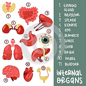 A set of color vector illustrations of human internal organs with captions. Suitable for printing, Internet and