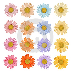 Set of colored daisies on a white background isolated