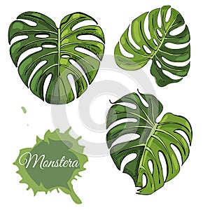 Set with  colored  monstera leaves and abstract spot. Hand drawn ink sketch isolated on white background