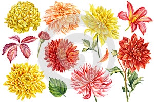 Set of coloreds flowers, watercolor botanical illustration, hand drawing, red and yellow flowers