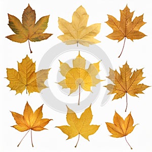 Set of colorful autumn leaves