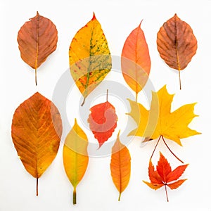 Set of colorful autumn leaves