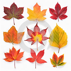 Set of colorful autumn leaves