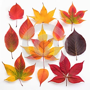 Set of colorful autumn leaves