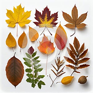 Set of colorful autumn leaves