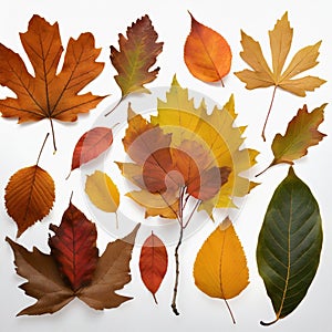 Set of colorful autumn leaves