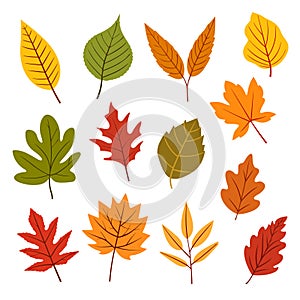Set of colorful autumn leaves isolated on white background.