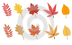 Set of colorful autumn leaves. Vector illustration isolated on white background.