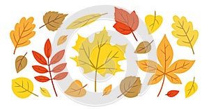 Set of colorful autumn leaves. Vector illustrations