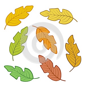 Set of colorful autumn oak leaves for design on white, stock vector illustration