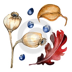 Set of colorful autumn plants and berry watercolor illustration isolated on white.