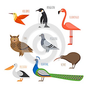 Set of Colorful bird icons. Owl, hummingbird and pigeon