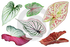 Set of Colorful Caladium Leaves Isolated on White Background with Clipping Path