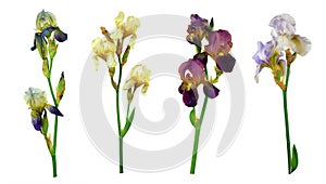 Set of colorful colour iris flowers Isolated on white background without shadow. Close-up.