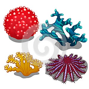 Set of colorful corals isolated on white background. Crown of thorns starfish or seastar Acanthaster planci. Vector