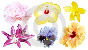 Set of colorful flower isolated, full bloom flora spring season