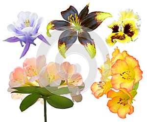 Set of colorful flower isolated, full bloom flora spring season, Lionheart lily