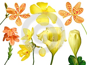 Set of colorful flower isolated, full bloom flora spring season (Yellow Showy chalicevine)