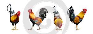 Set of colorful free range male rooster in different pose cut out and  isolated on white background