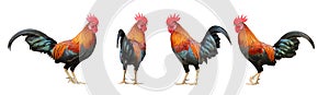 Set of colorful free range male rooster in different pose isolated on white background