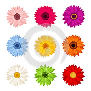 Set of colorful gerbera flowers. Vector illustration.