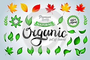 Set of colorful green and autumn leaves and organic lettering and design elements. Vector illustration.