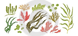 Set of colorful hand drawn edible algae vector graphic illustration. Collection of different aquatic plants isolated on