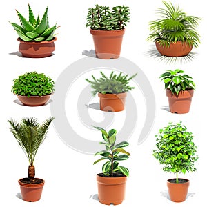 Set of colorful images of houseplants icons.