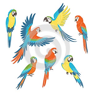 Set of macaw parrots