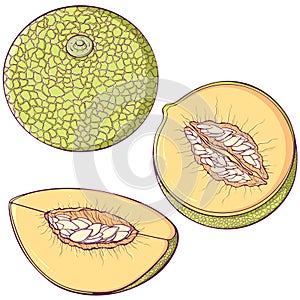 Set of colorful melon