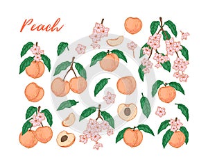 Set of colorful peach fruit, leaves, branches and flowers isolated on white background. Vector illustration in sketch style.