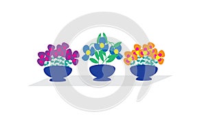 set of colorful potted indoor flowers on a shelf