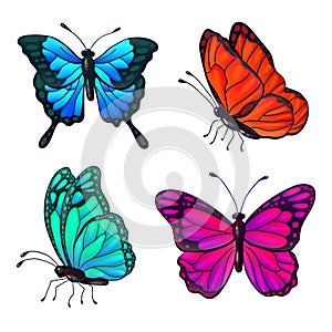 Set of Colorful Realistic Butterflies