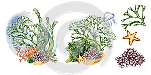 Set of colorful sea plants watercolor illustration isolated on white. Laminaria seaweed, coral, palmata hand drawn