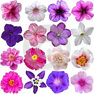 Set of colorful seasonal blooms