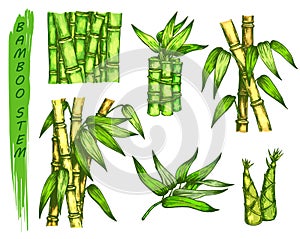 Set of colorful sketches of bamboo stalk
