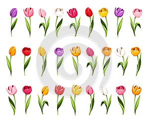 Set of colorful tulip flowers. Vector illustration