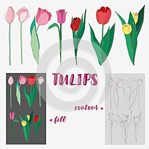 Set of 7 colorful tulips - hand-drawn vector illustration.