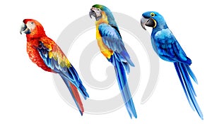Set of colorful watercolor parrots in different coloration
